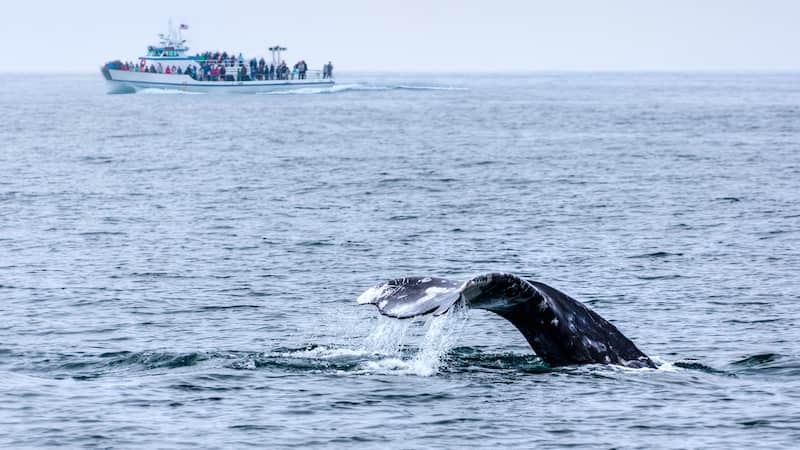 Mejores actividades de San Diego Avistamiento de ballenas San Diego