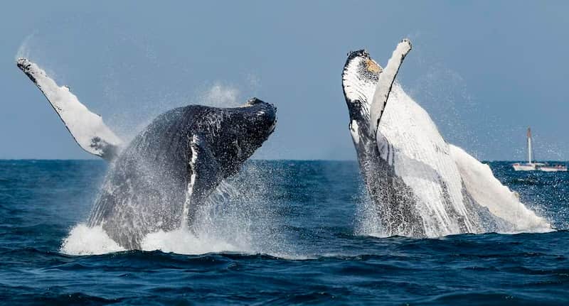Mejores actividades de San Diego Avistamiento de ballenas en San Diego