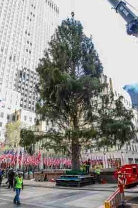El Arbol de Navidad del Rockefeller Center: cuándo está encendido y cómo verlo 1 El Arbol de Navidad del Rockefeller Center: cuándo está encendido y cómo verlo